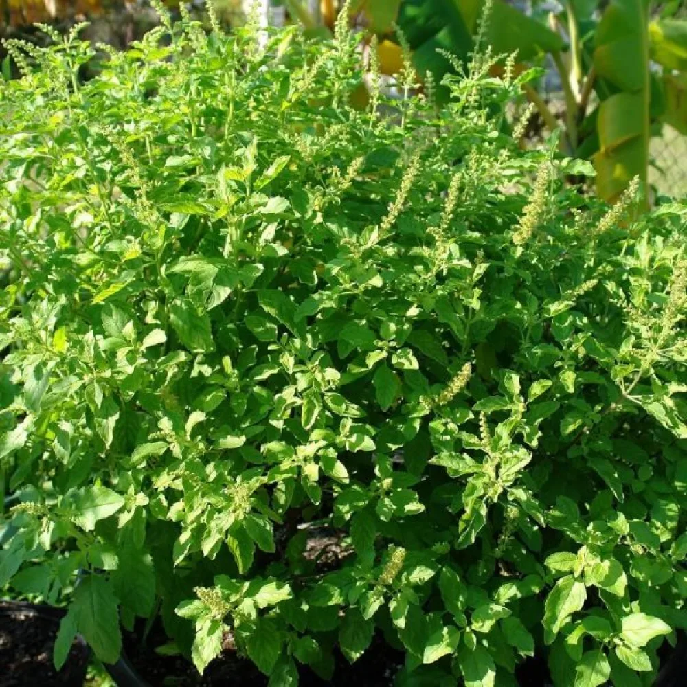 Pyhä basilika (tulsi)
