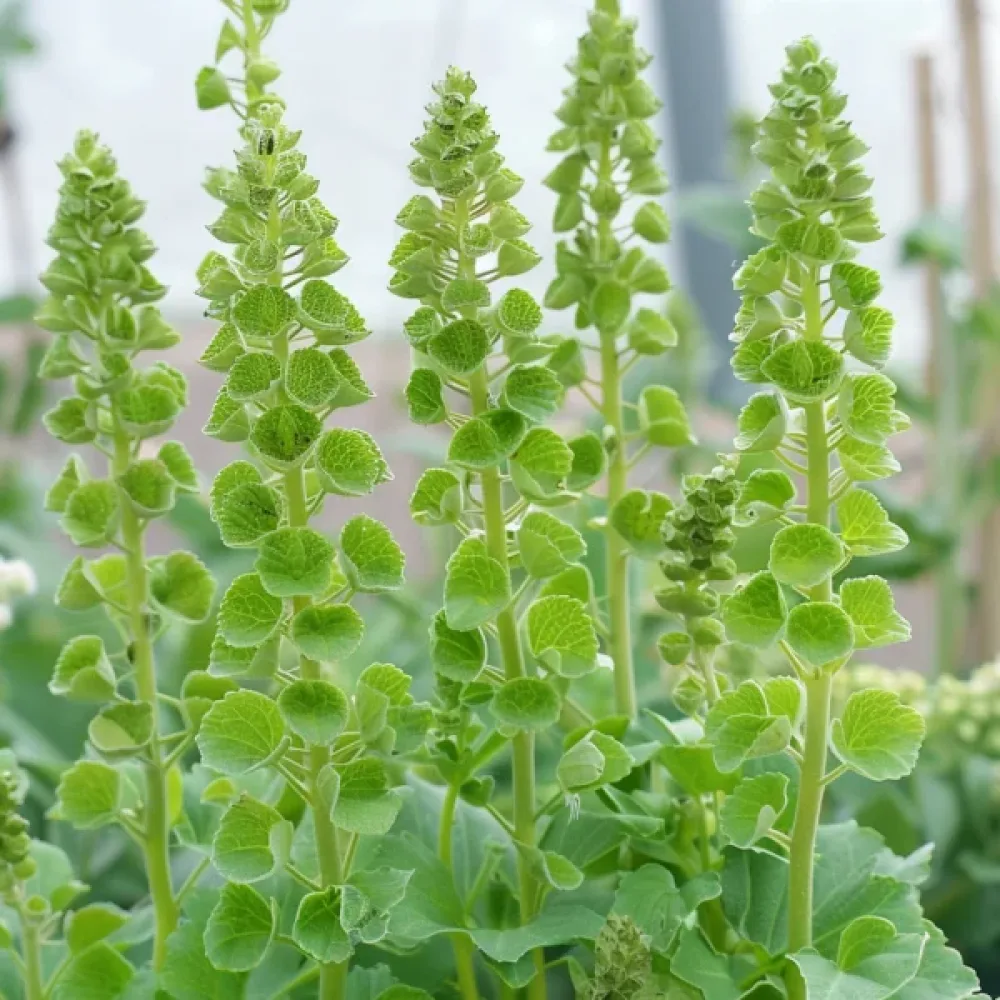 Simpukkakukka Moluccella laevis