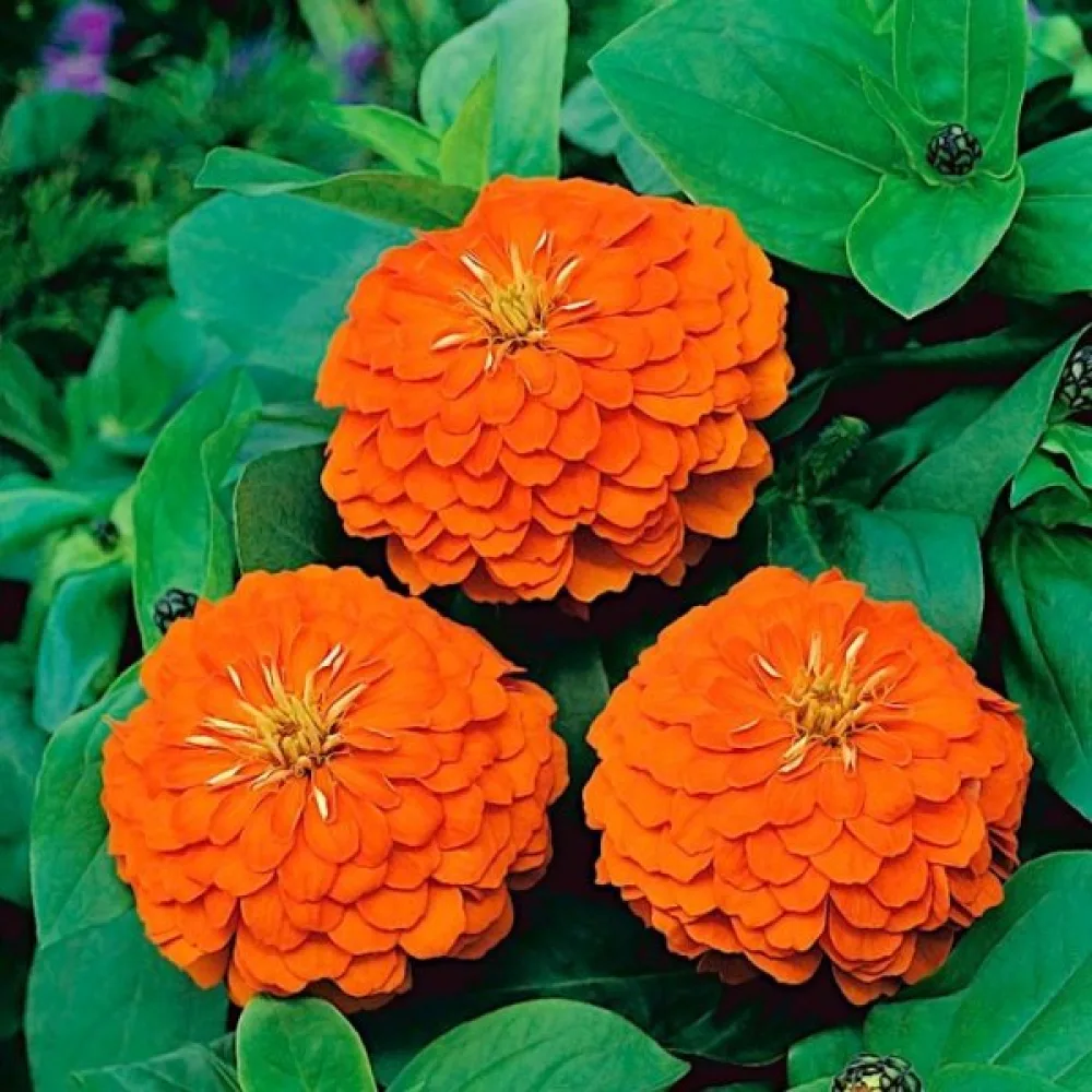 Tsinnia 'Orange King'