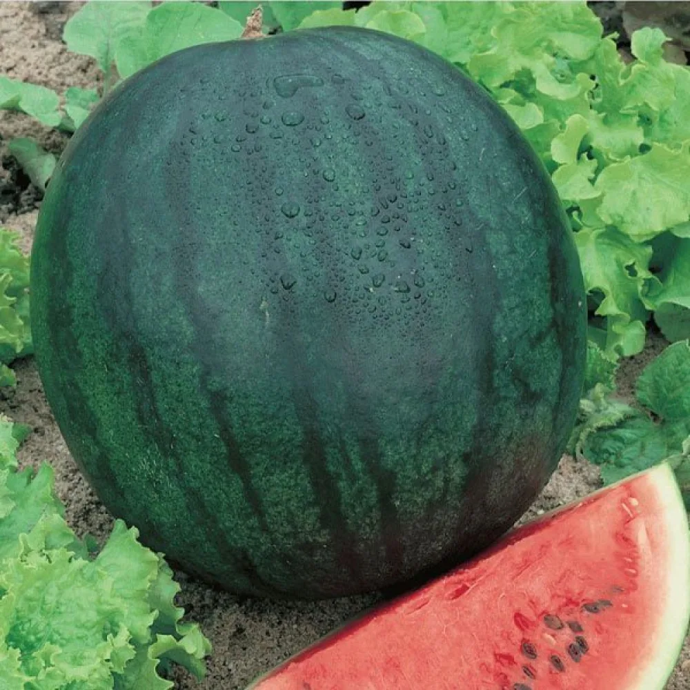 Vesimeloni 'Sugar Baby' 3–4 kg