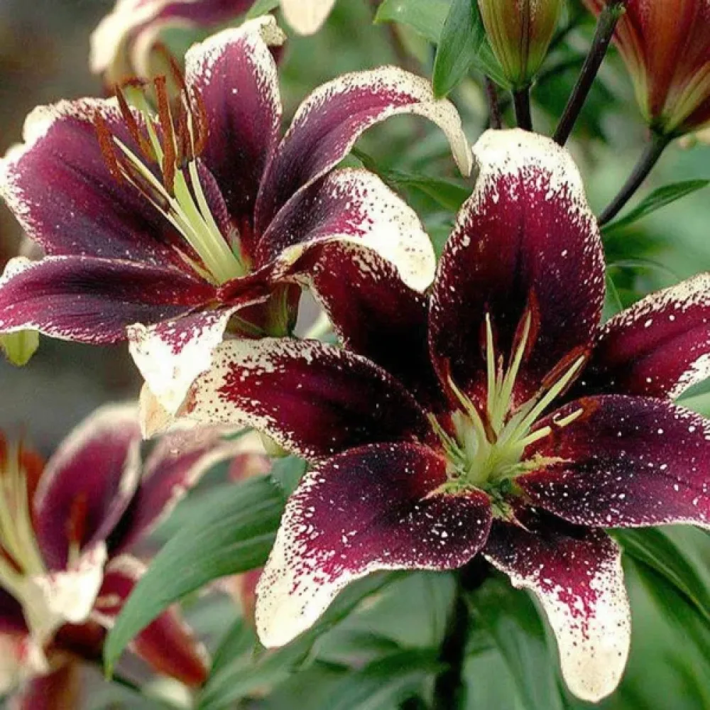 Lilja 'Nettys Pride'