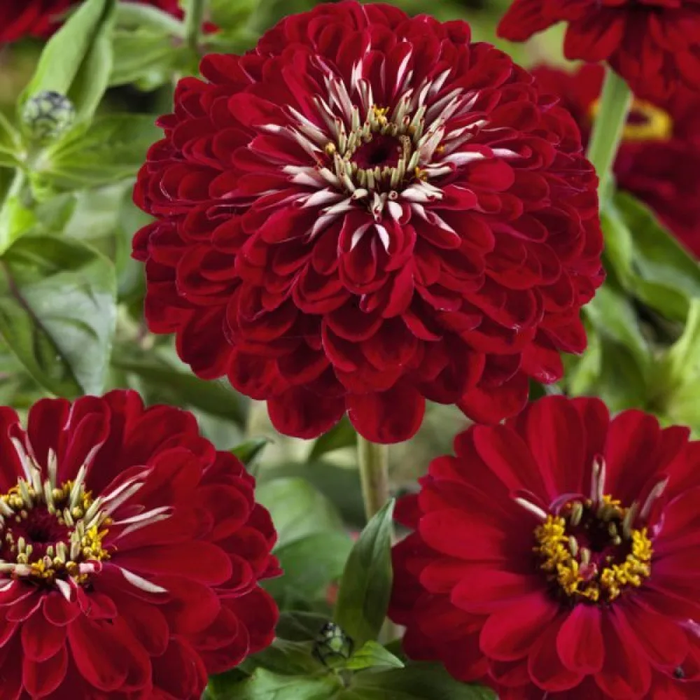Tsinnia 'Monarch King'