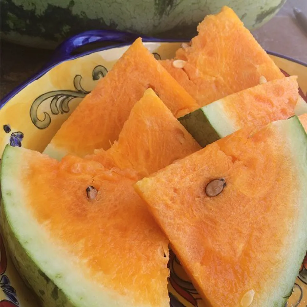 Vesimeloni 'Orangeglo'