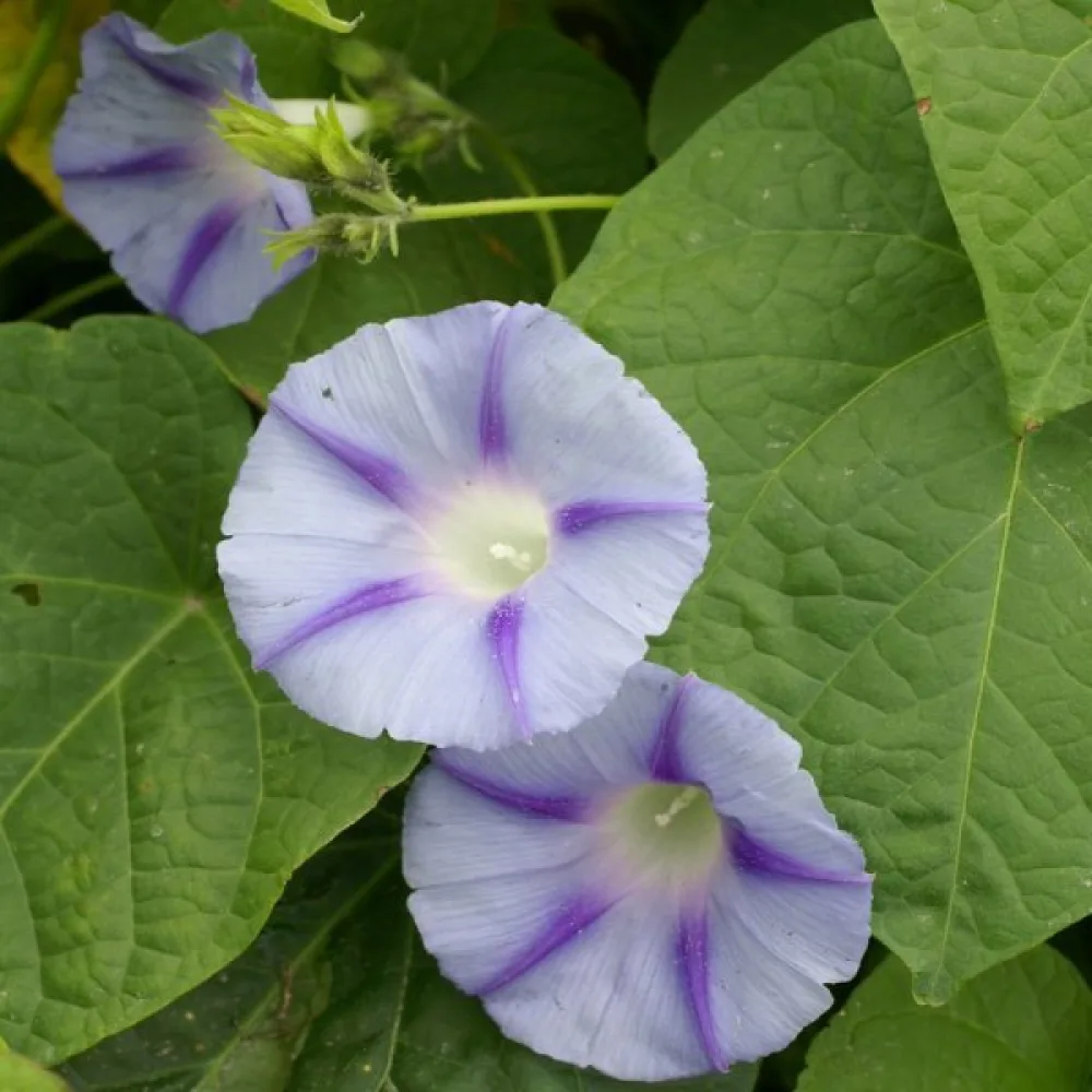 Elämänlanka 'Caprice'