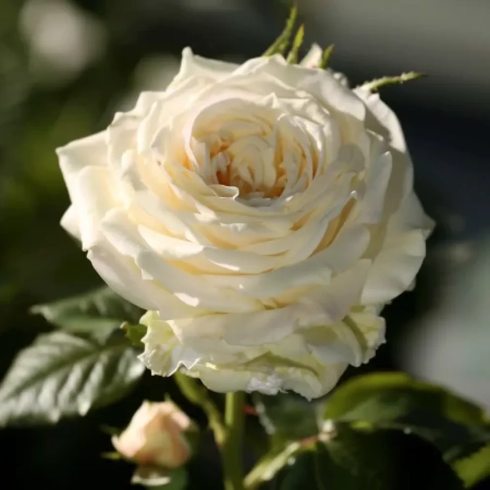 Ruusu 'Vanilla Dream' – paljasjuurinen