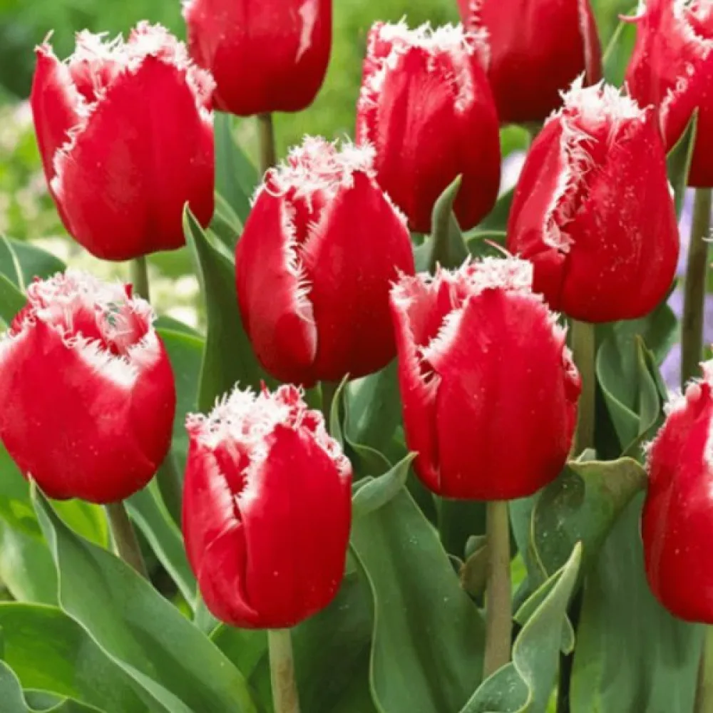 Tulppaani 'NEW SANTA'