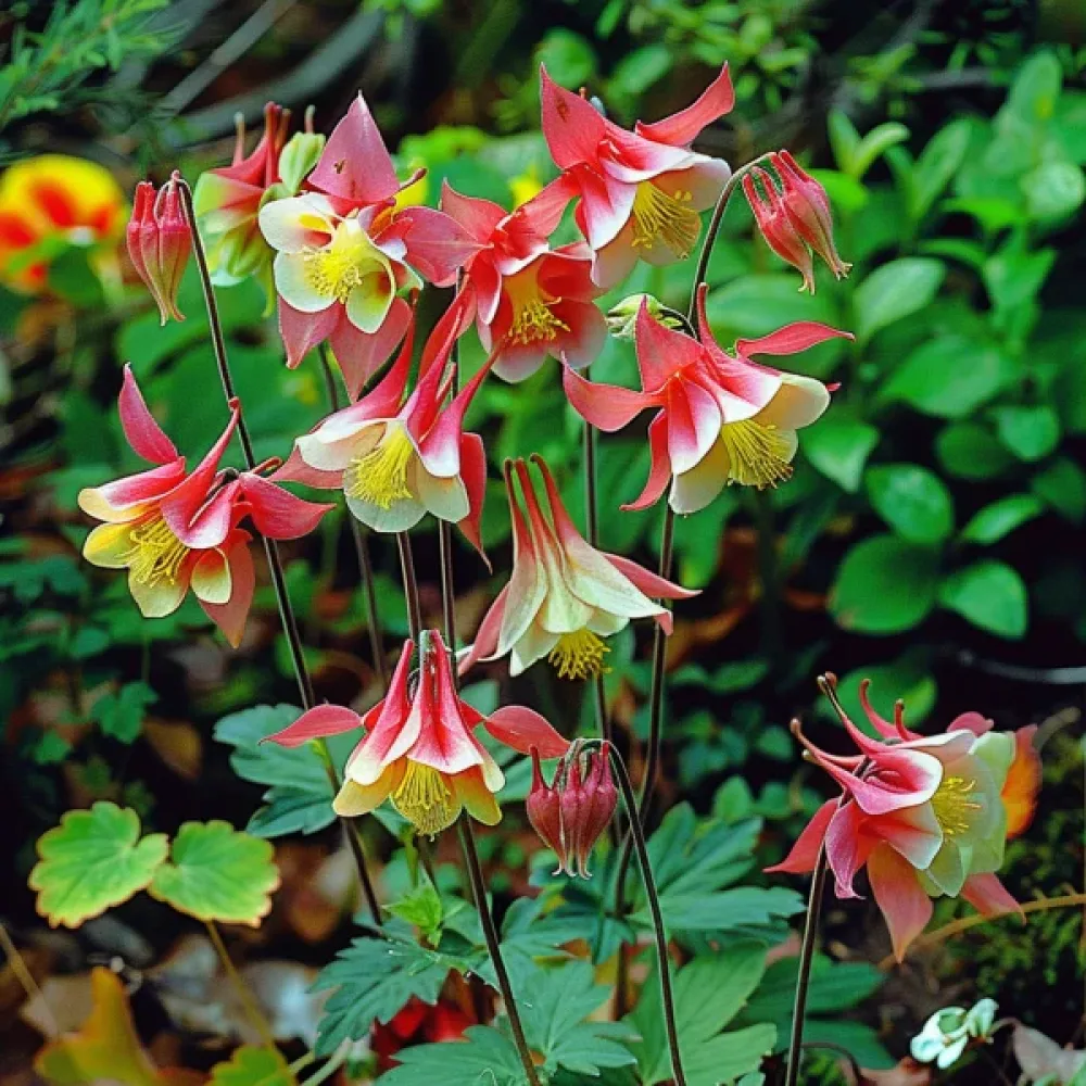 Akileija 'Koralle'