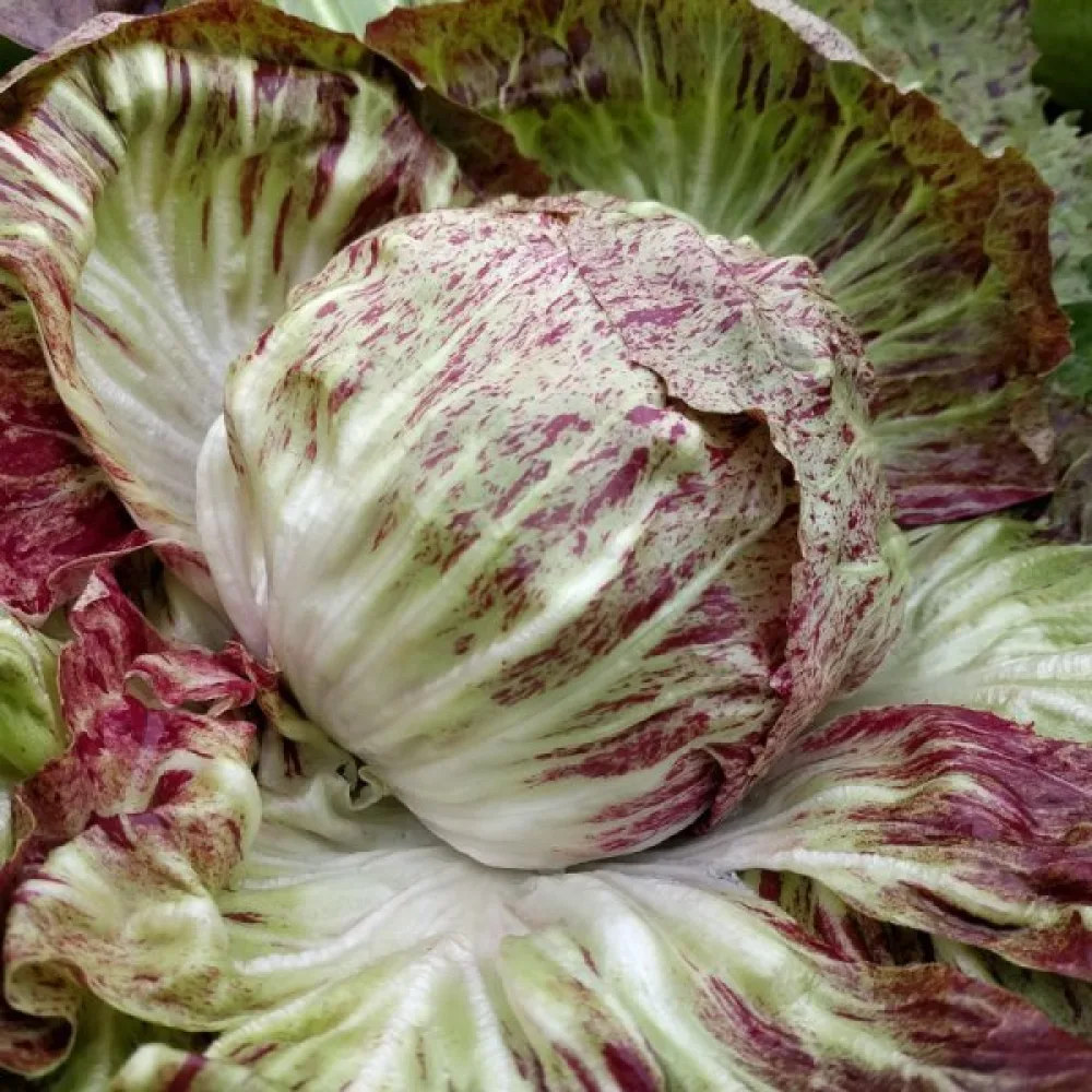 Sikuri 'Variegata di Chioggia'