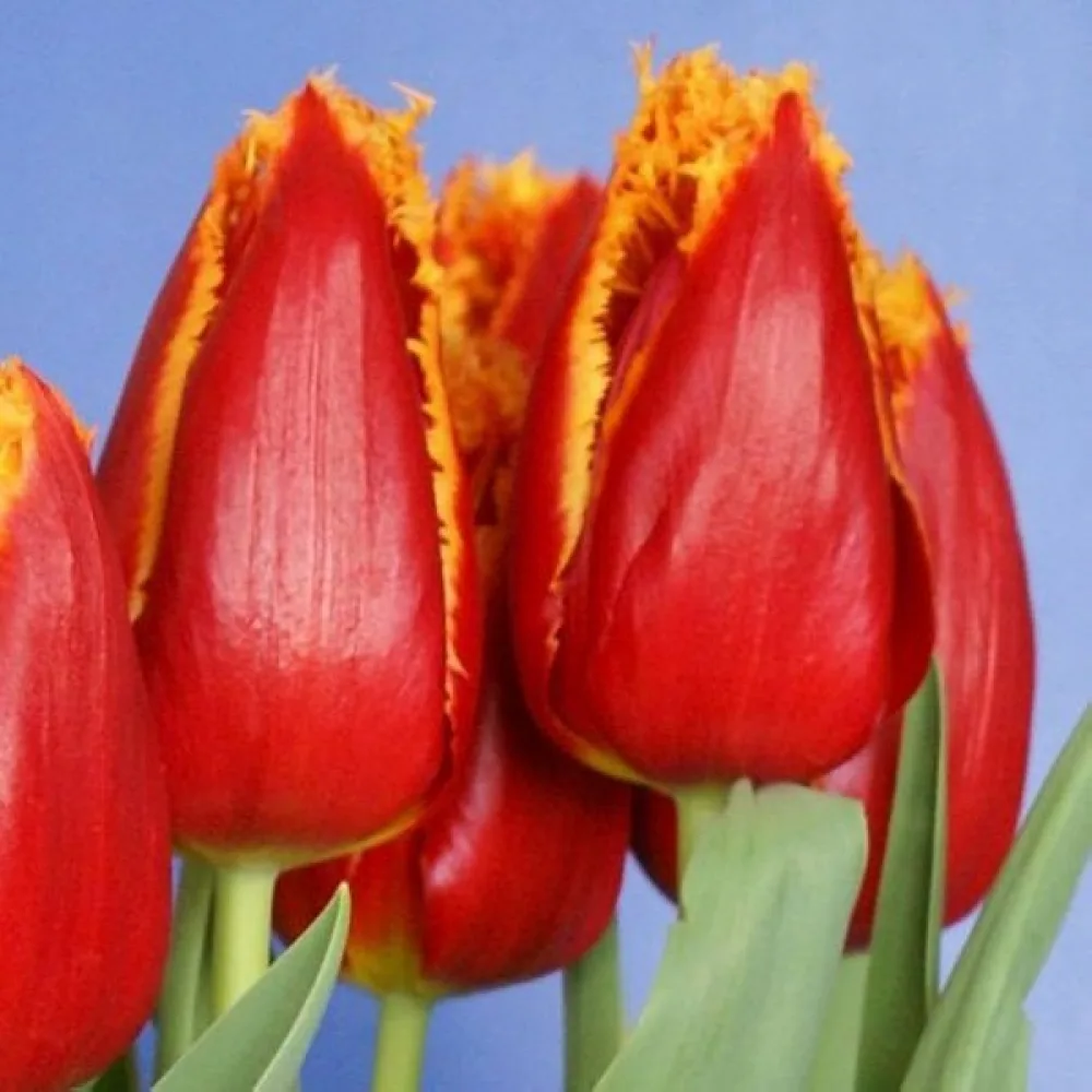 Tulppaani 'Fabio'