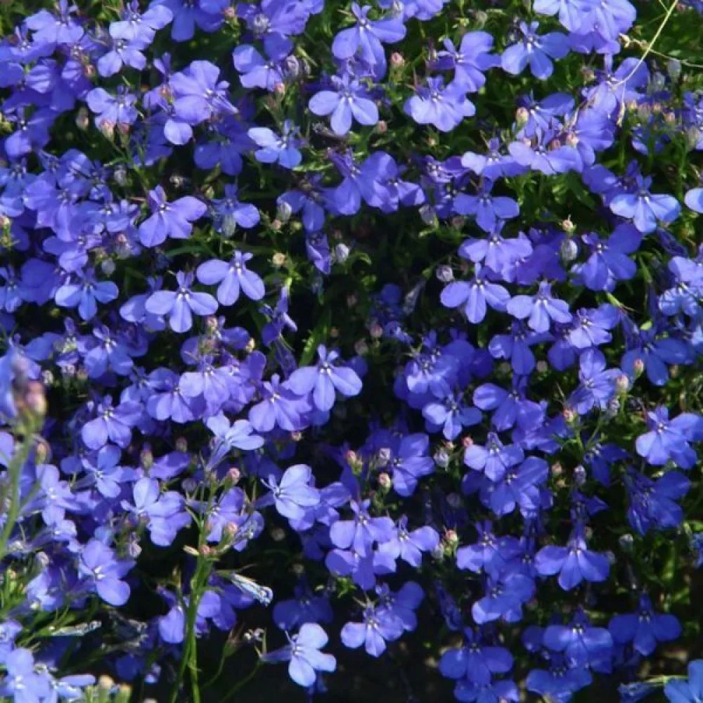 Sinilobelia 'Blue Carpet'