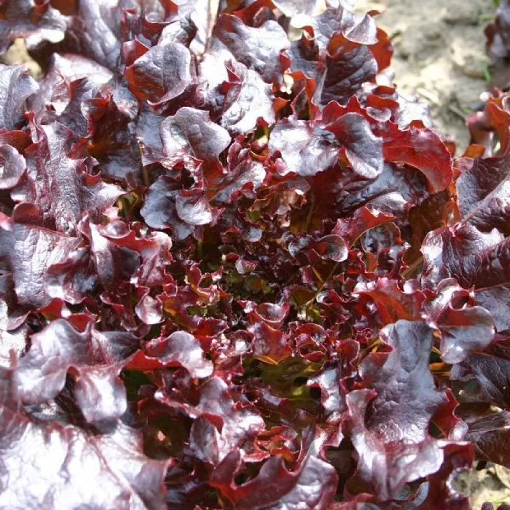 Salaatti 'Red Salad Bowl'