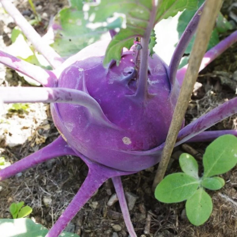 Kyssäkaali 'Purple Vienna'