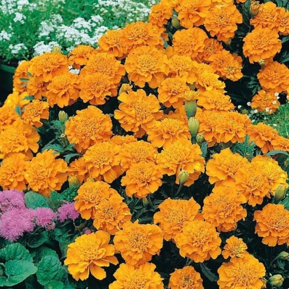 Ruusukesamettikukka 'Petite Orange'