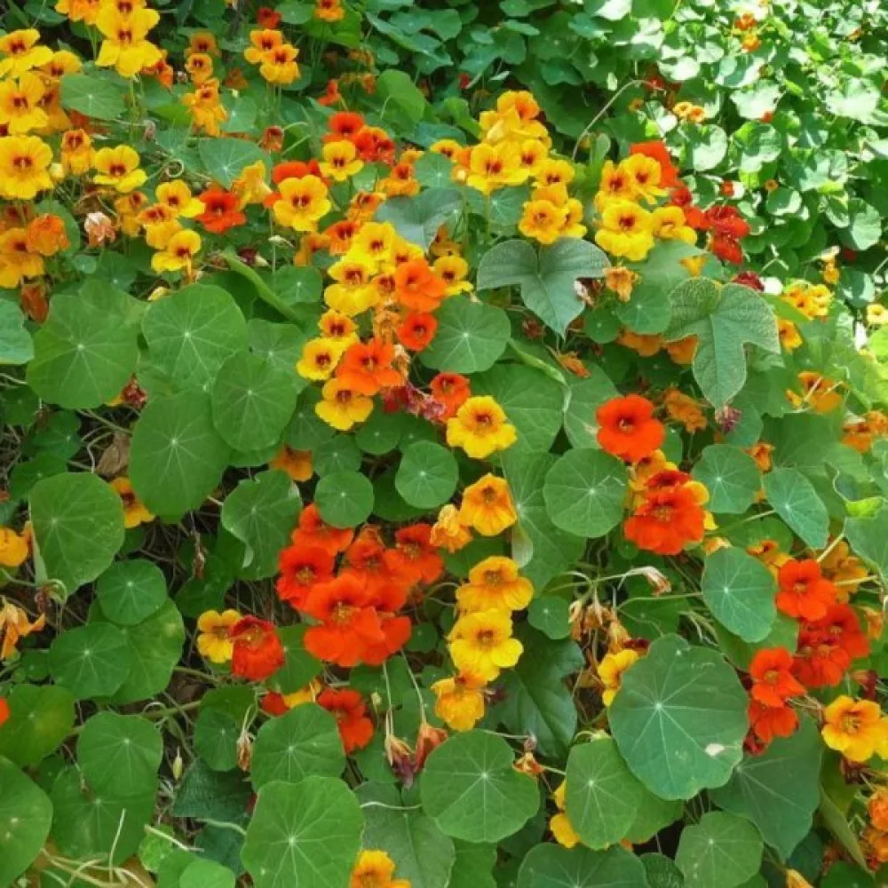 Köynnöskrassi 'Gleam' (sekoitus)