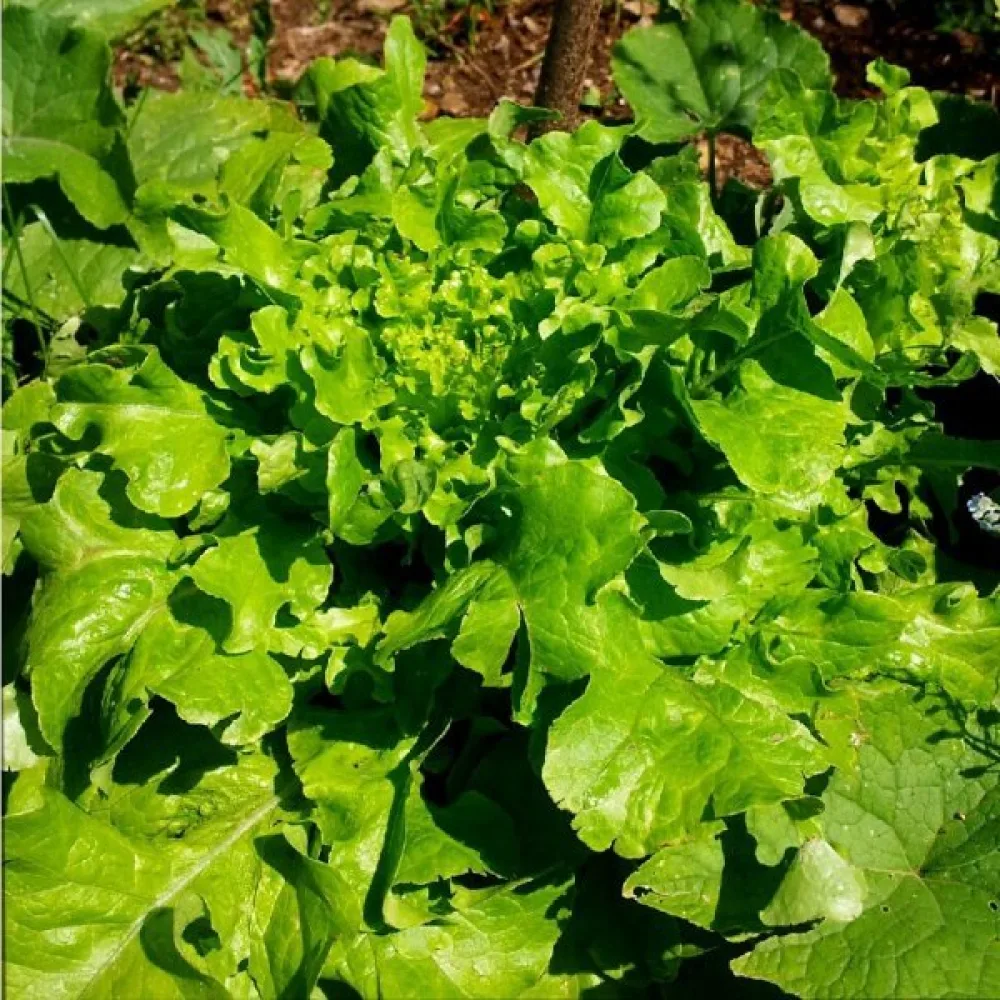 Baby leaf -salaatti 'Bionda a Foglia di Quercia'