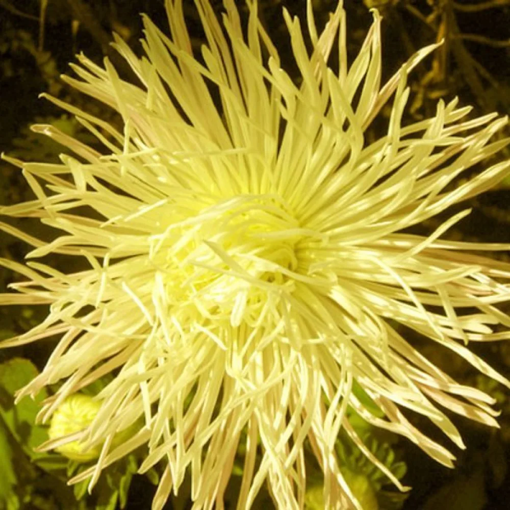 Kesäasteri 'Needle Goldstrahl'