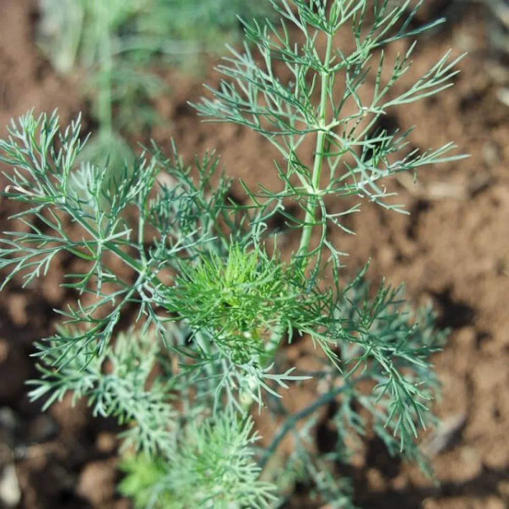 Tilli 'Ambrozja'