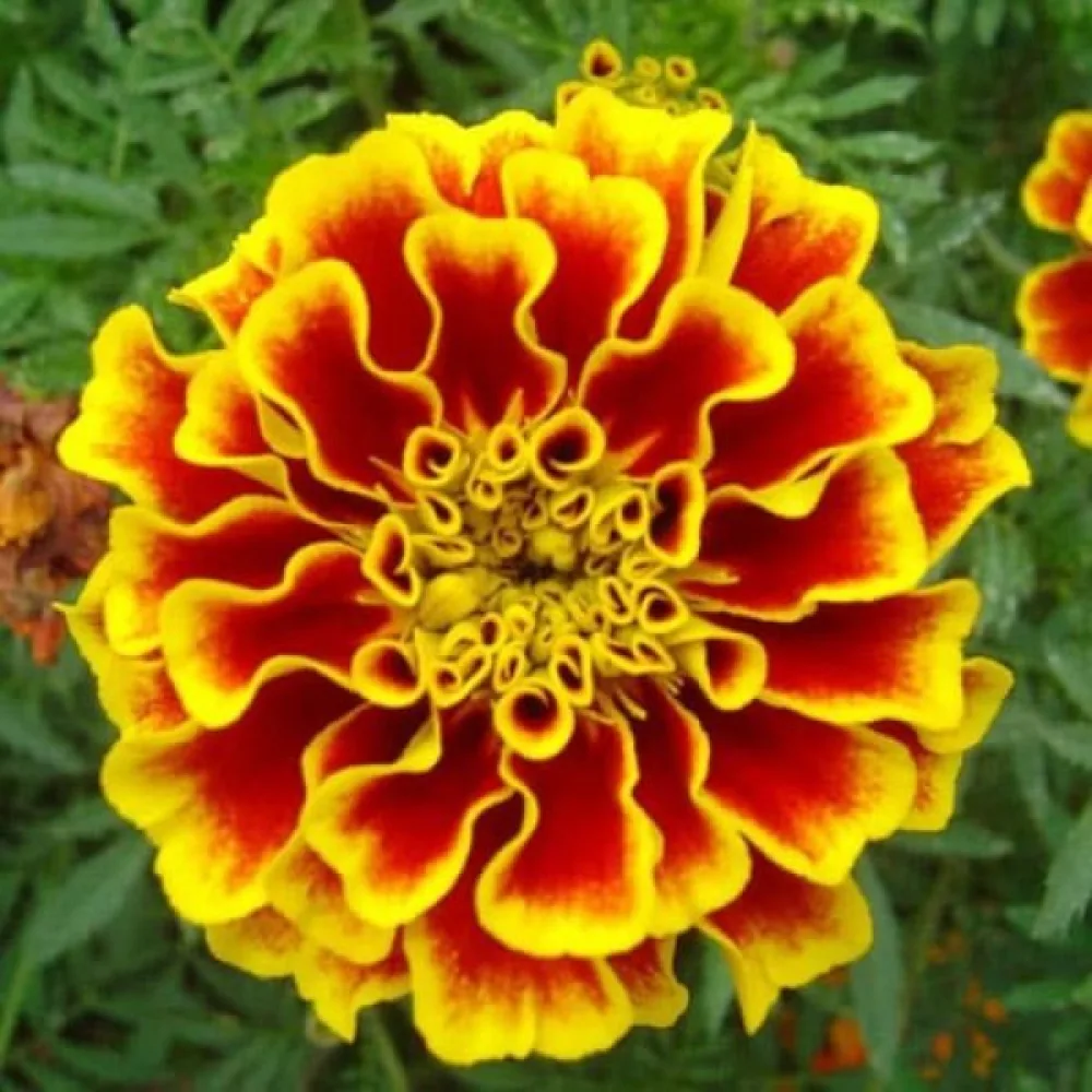 Ruusukesamettikukka 'Yellow Brocade'