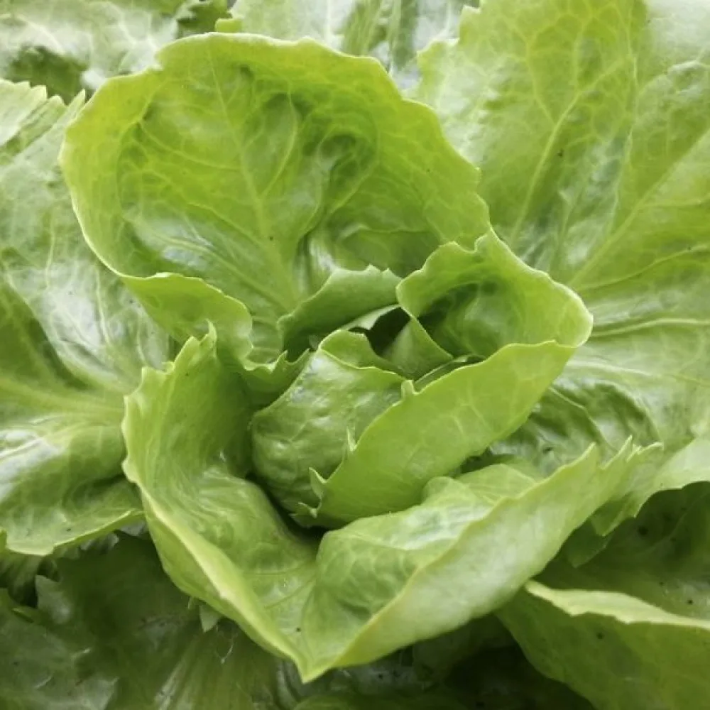 Endiivi 'Geante'