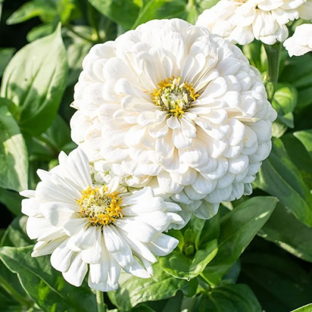 Tsinnia 'Polar Bear'
