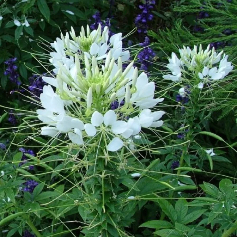 Hämähäkkikukka 'White Queen'