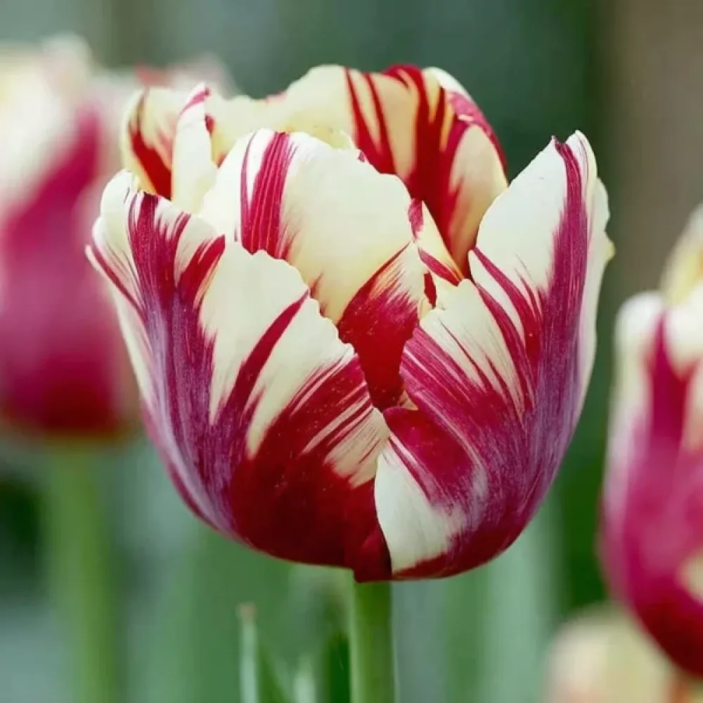 Tulppaani 'Grand Perfection'
