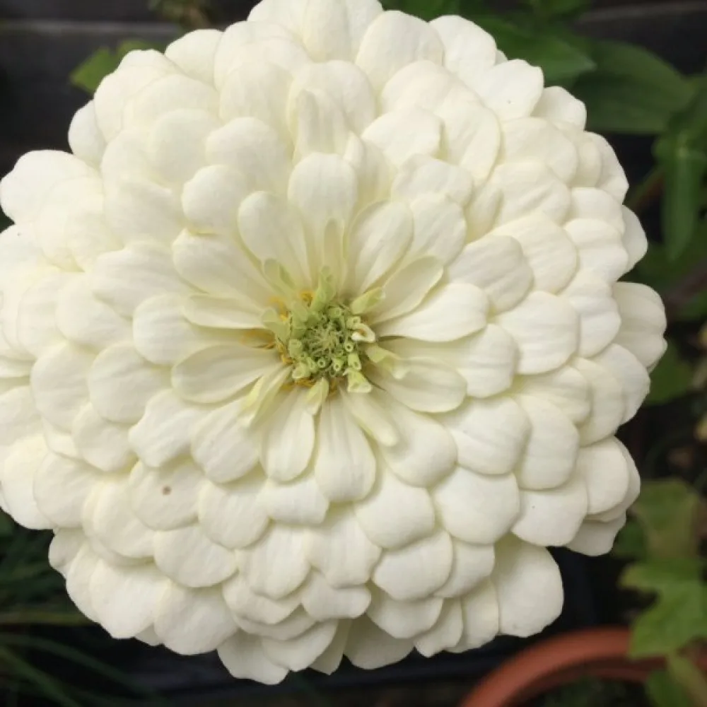 Tsinnia 'Polar Bear'