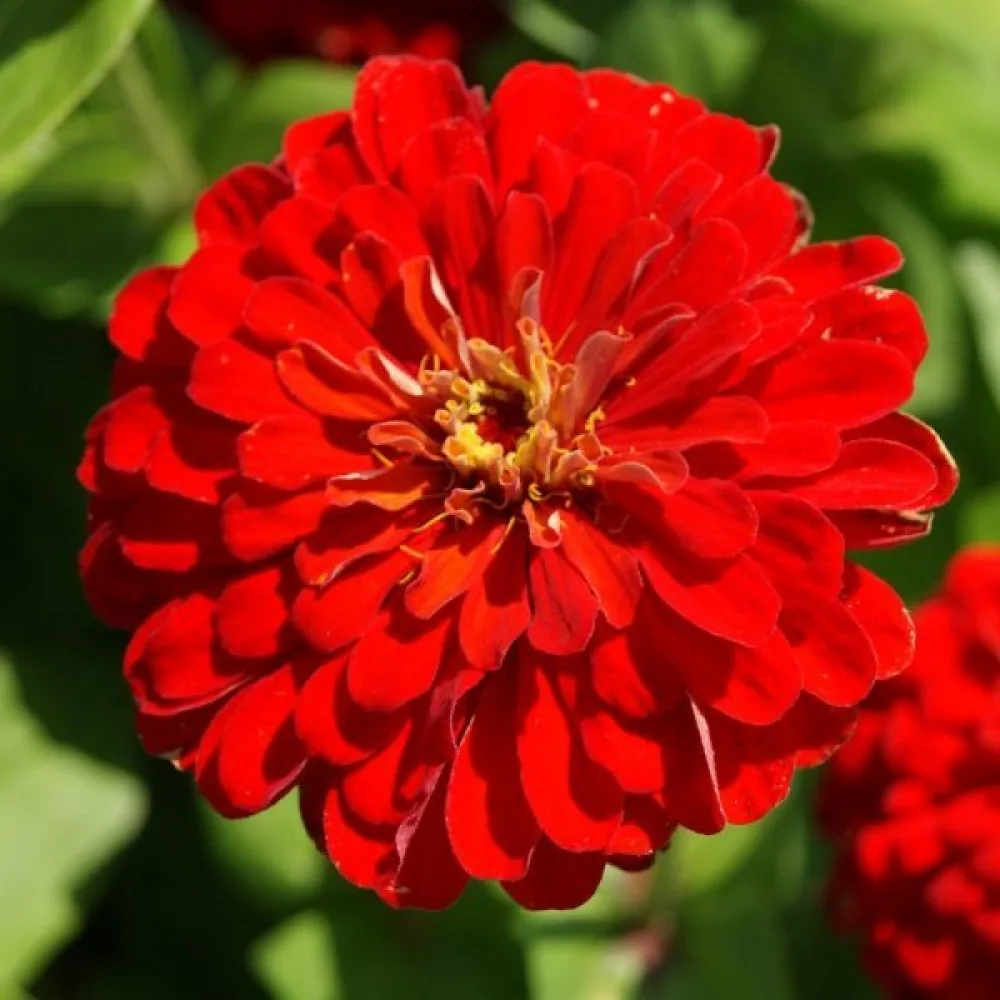Tsinnia 'Super Yoga Red'