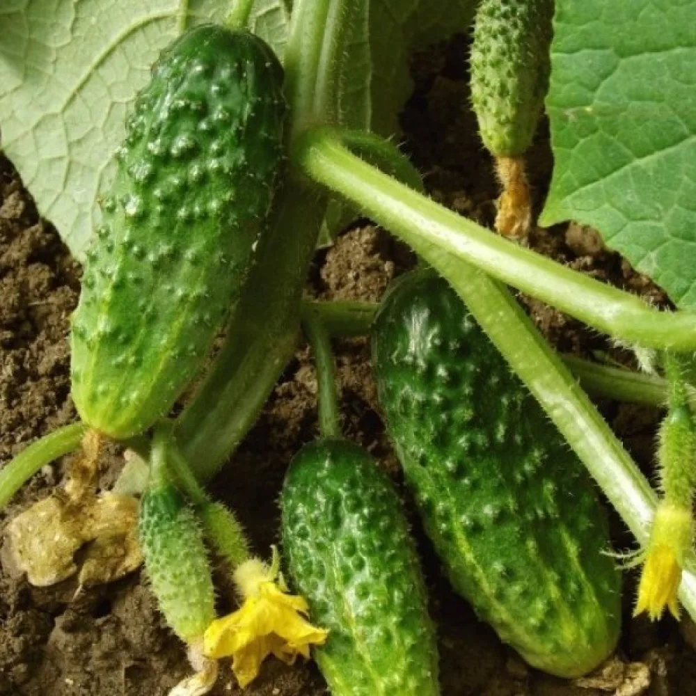 Avomaankurkku 'Wisconsin SMR 58'