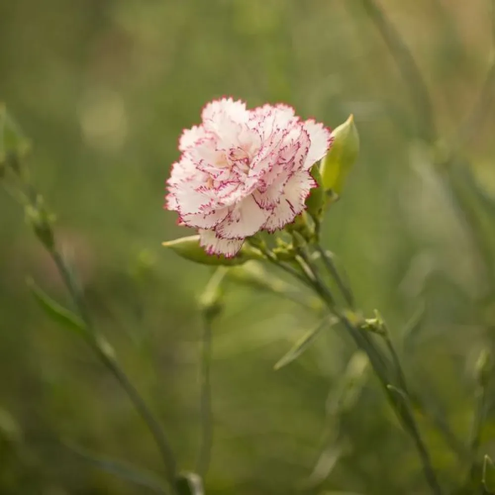 Neilikka Chabaud 'Benigna'