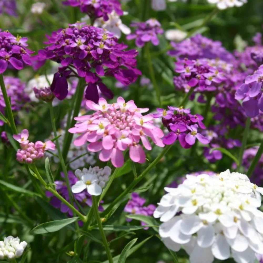 Sarjaiberis 'Fairy Bouquet' – sekoitus