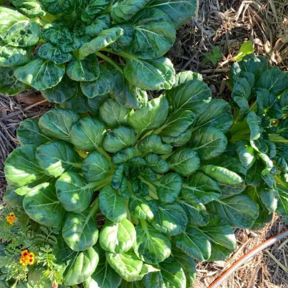 Tatsoi