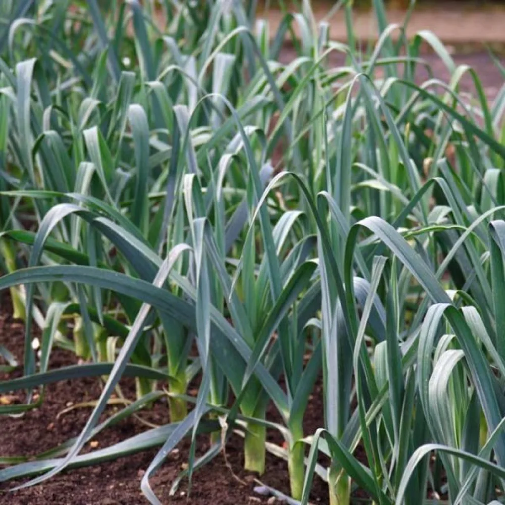 Purjo 'Starozagorski Kamush'