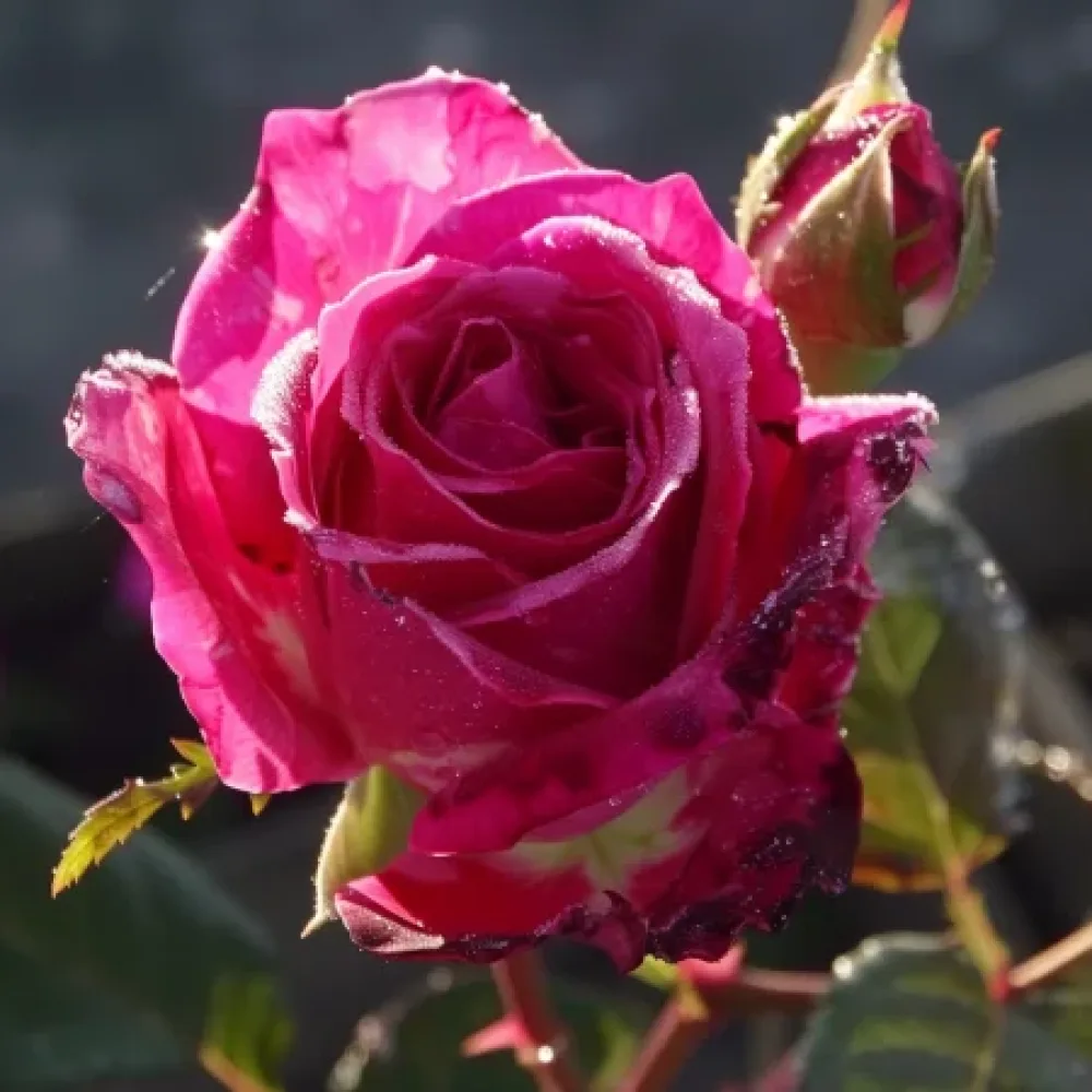 Ruusu 'Dancing Petal' – paljasjuurinen