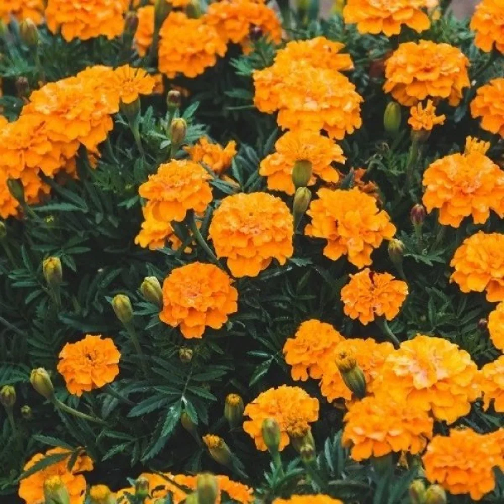 Ruusukesamettikukka 'Valencia'