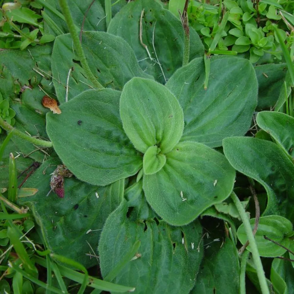 Soikkoratamo