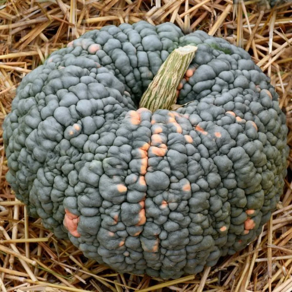 Kurpitsa 'Marina di Chioggia'