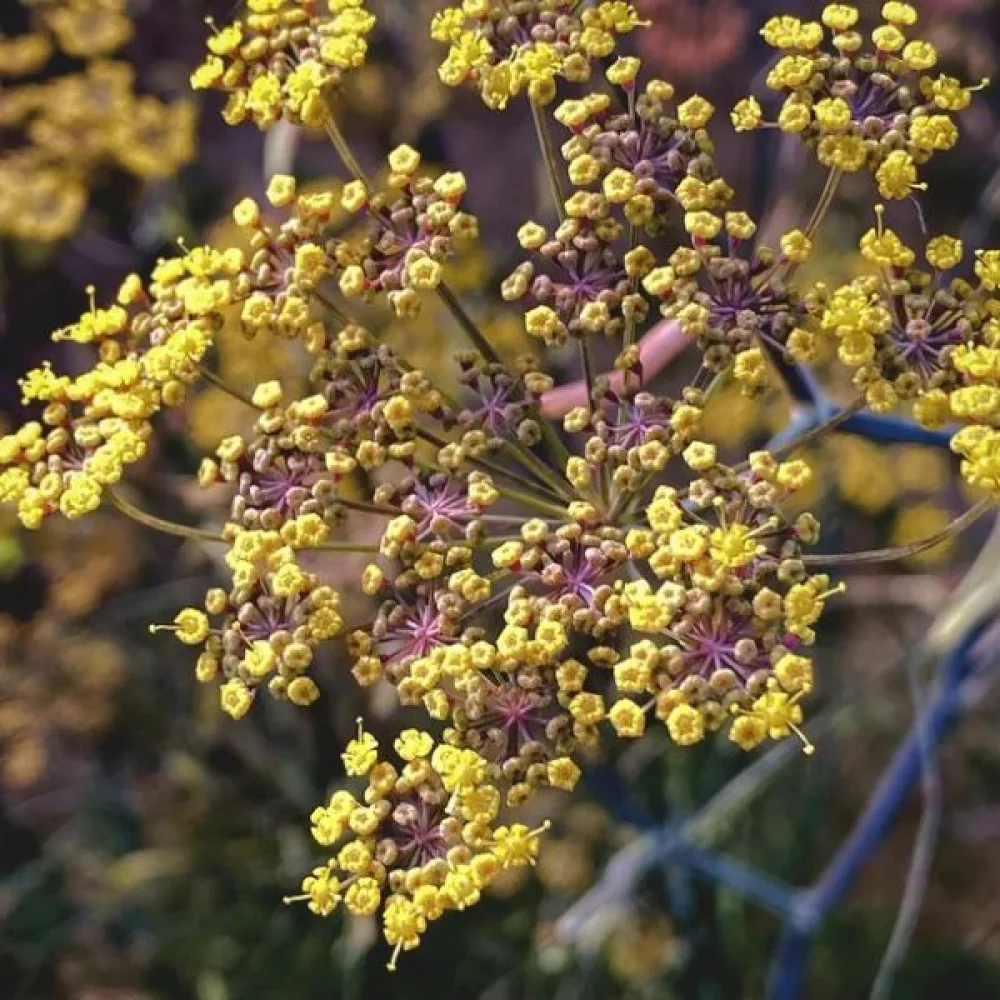 Fenkoli, aromaattiset lehdet