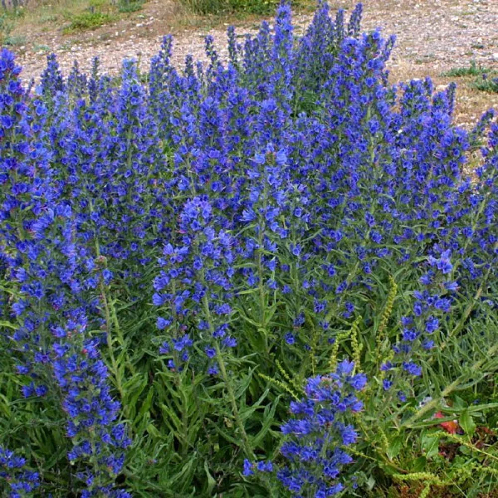 Neidonkieli Echium plantagineum, sininen