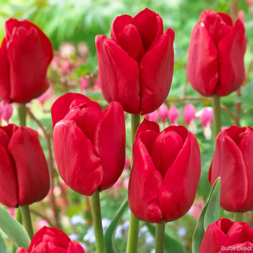 Tulppaani 'Ile de France'
