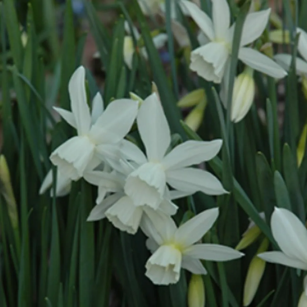 Narsissi 'Tresamble'