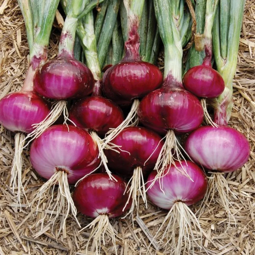 Ruokasipuli 'Red Baron'