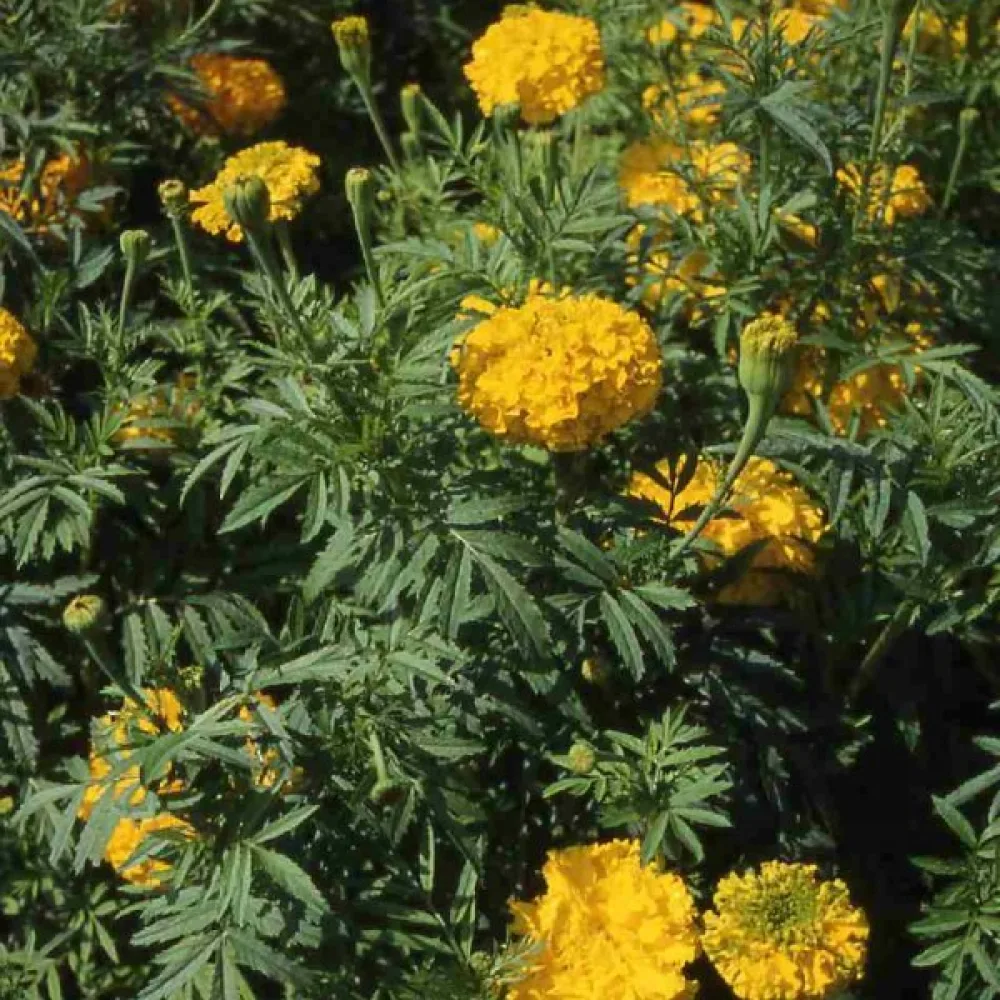 Kookossamettikukka 'Sierra Gold'