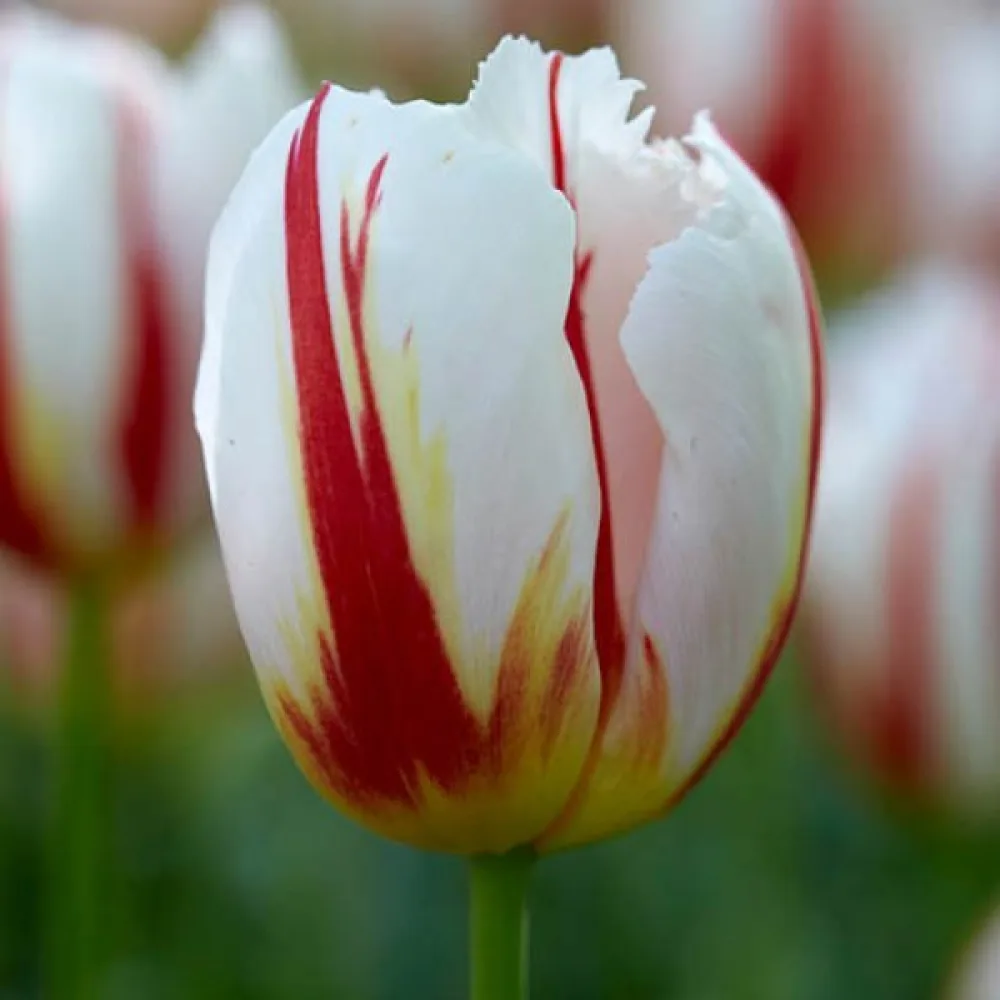 Tulppaani 'Happy generation'