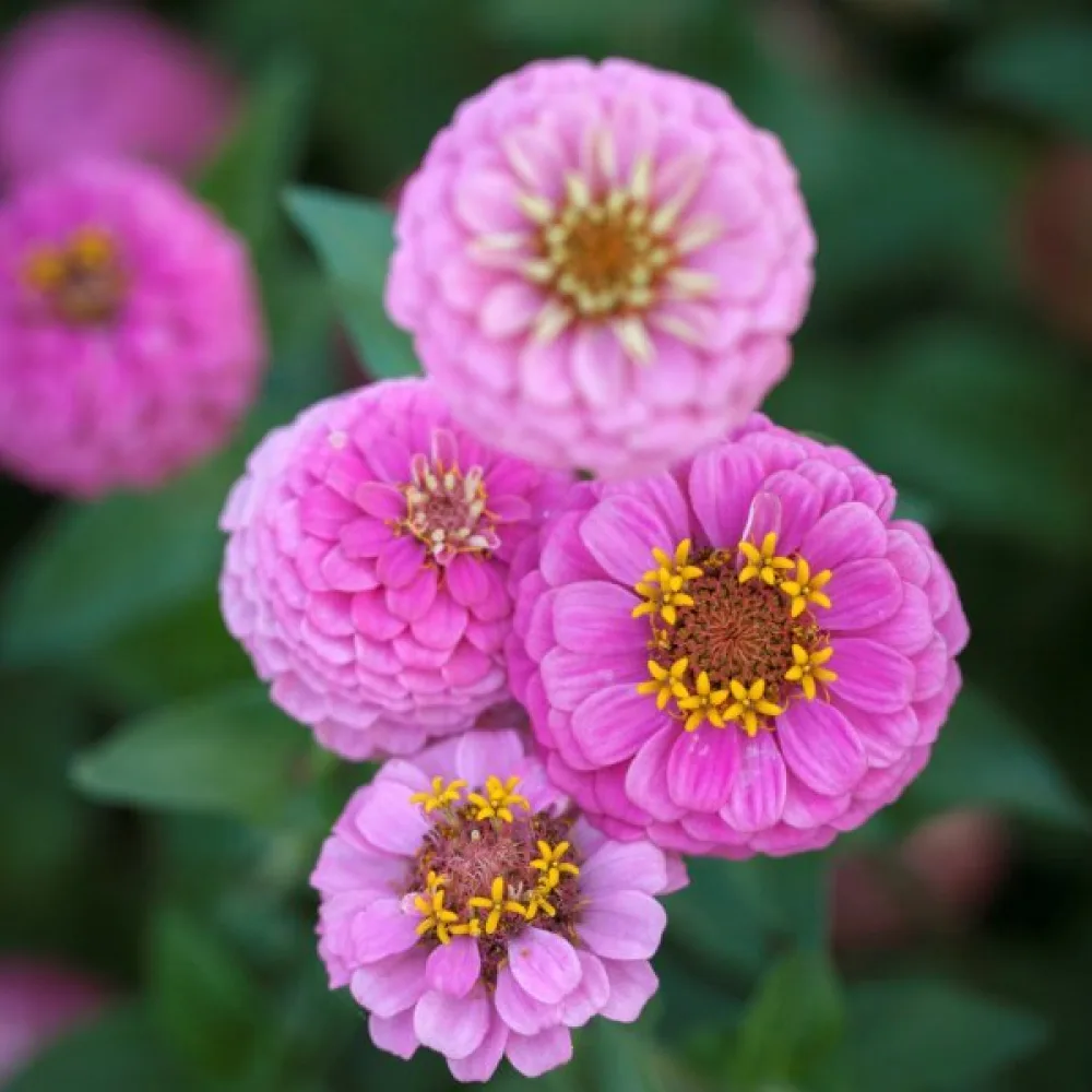 Tarhatsinnia 'Lilliput Rose Gem'