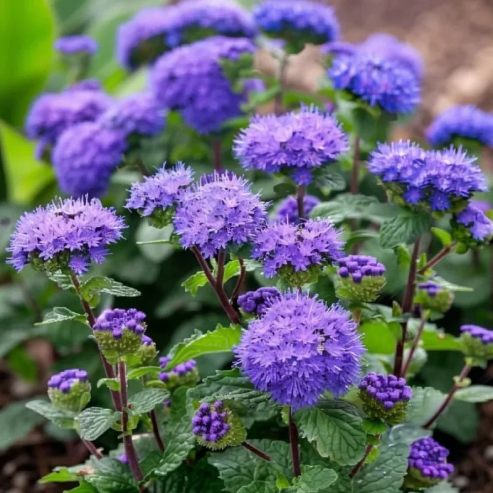 Sinihirvenjuuri 'Blue Ball'