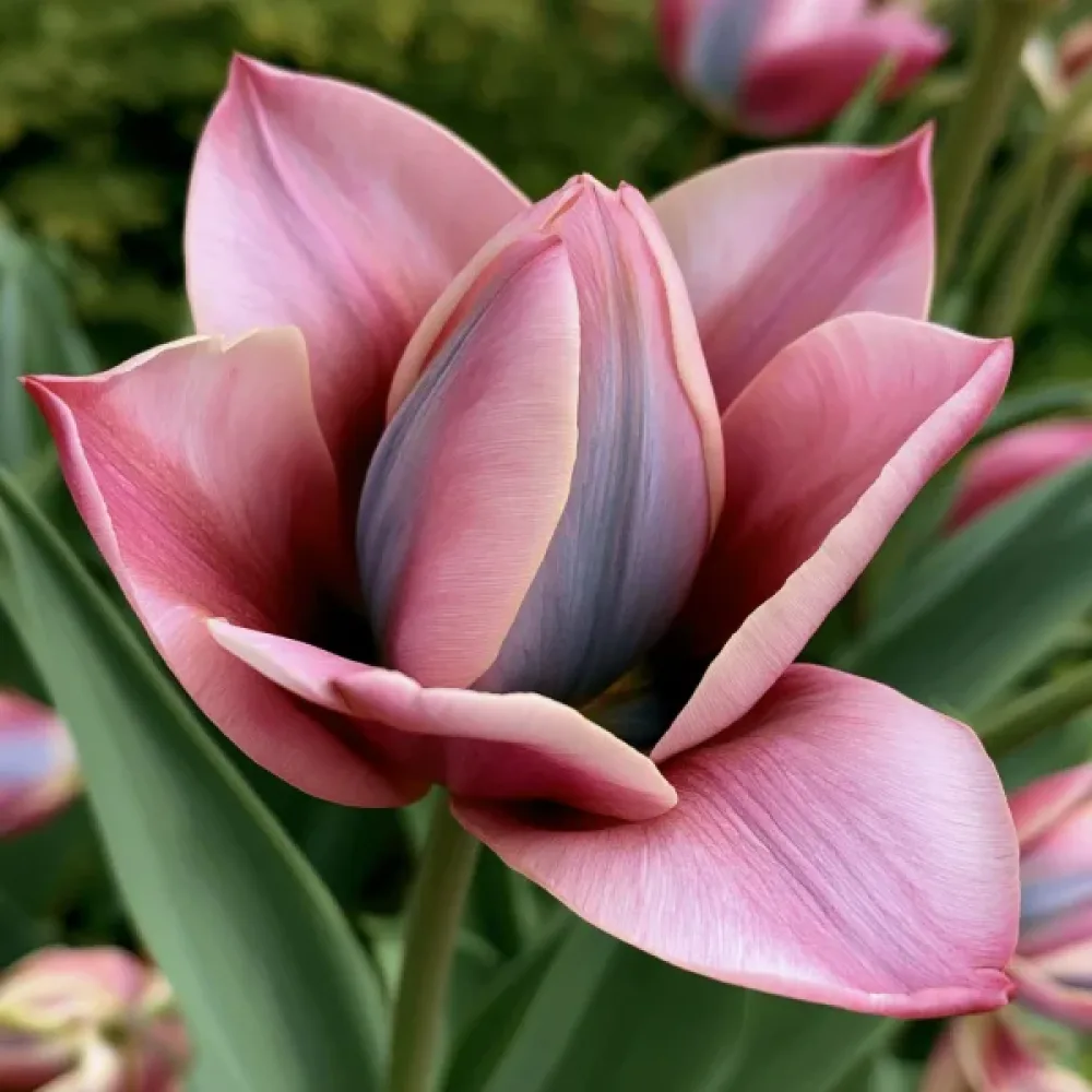 Tulppaani 'Danique'
