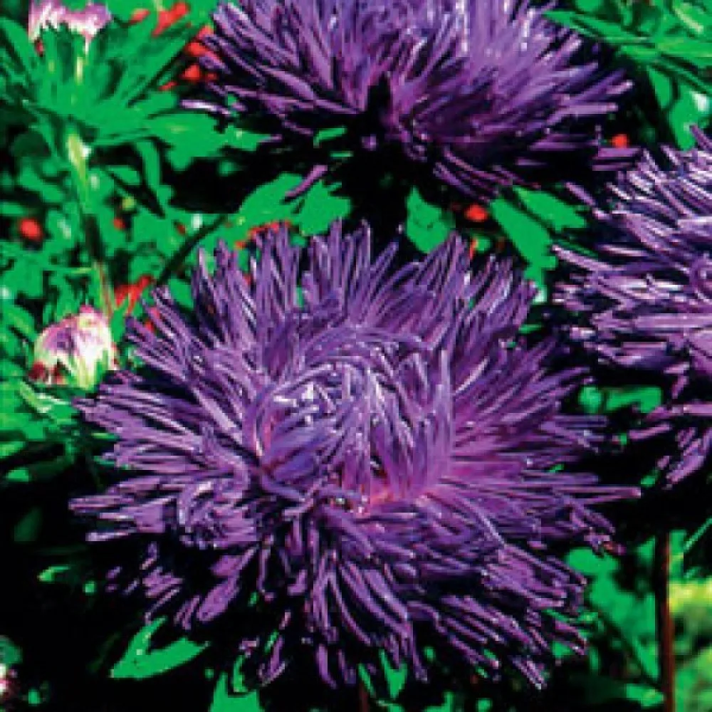 Kesäasteri 'Bolero' – violetti