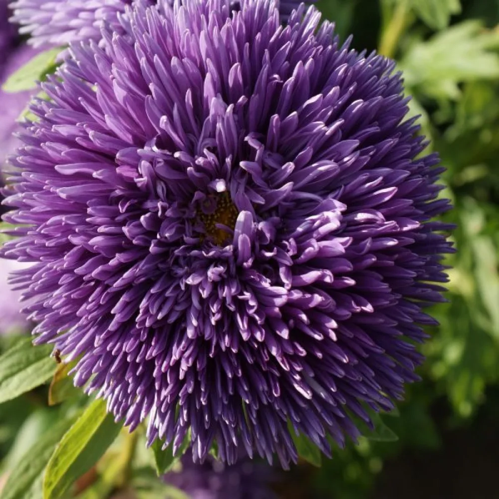 Kesäasteri 'Krallen' violetti