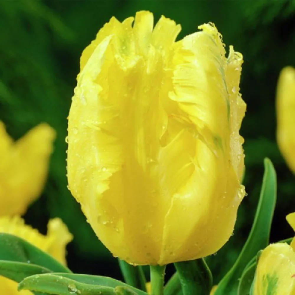 Tulppaani 'EAGLE WINGS'